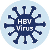HBV virus